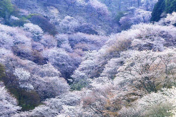 西行がよく詠んだ吉野の桜。今年も楽しみです