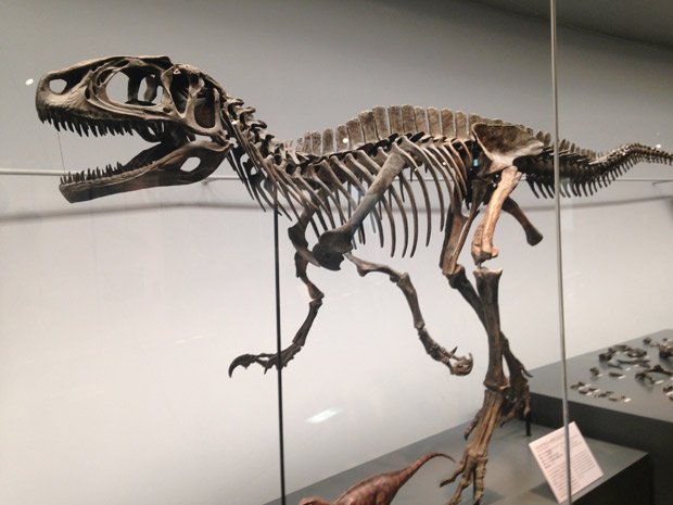 「コシサウルス・カツヤマ」の復元模型（模型製作：荒木一成）
