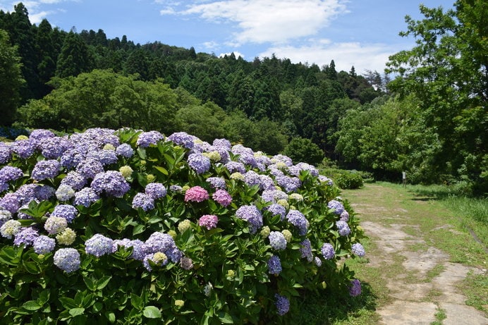 1万株の紫陽花が咲き美しい景観の「余呉湖あじさい園」