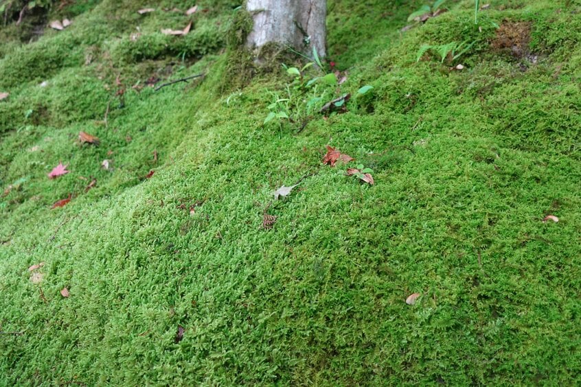 苔庭が美しい京都の6つの寺院(常寂光寺を含む)を巡ることができる「苔庭めぐりパスポート」(2日間有効)が、2025年9月29日まで発行されている