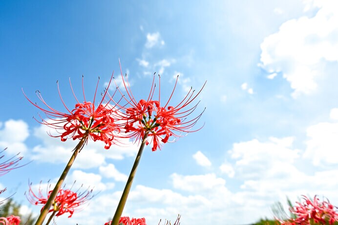 秋分の日」やっと秋彼岸！ 咲きだした「曼珠沙華」と秋を感じよう！ | AERA dot. (アエラドット)