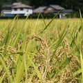 「小泉米」はダブつき「新米」5キロ5000円、昨年産米で6000円超も 米価の混乱がまだまだ続くワケ