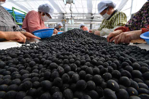 兵庫県の丹波黒大豆の出荷作業。大豆は畑の肉といわれるほどたんぱく質が豊富だ（ｃ）朝日新聞社