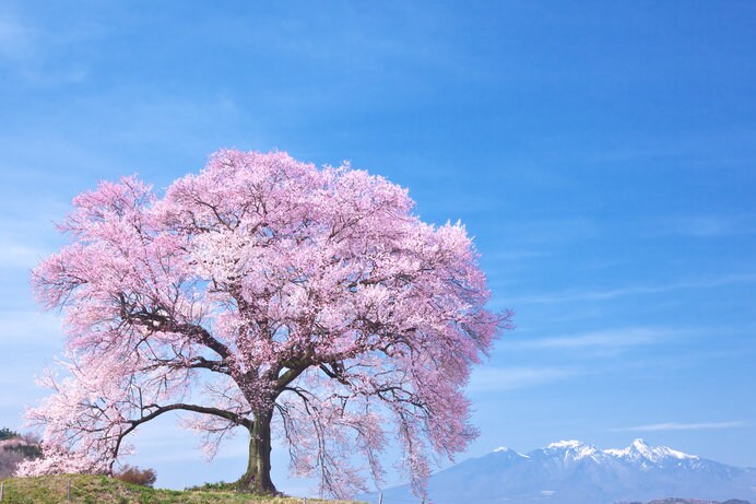 わに塚の桜（山梨県）