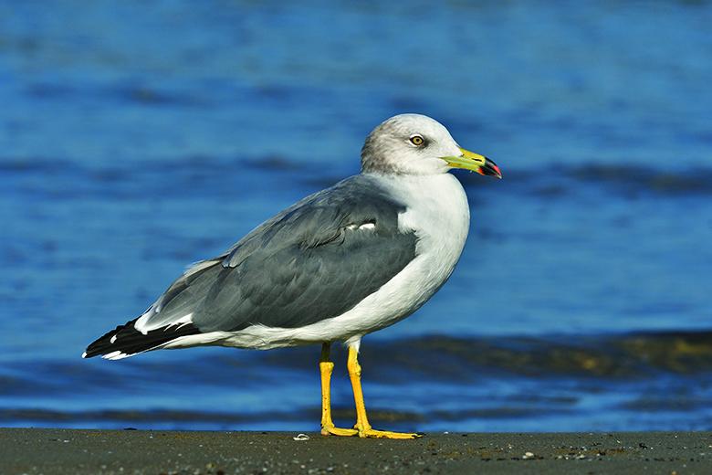 ウミネコ成鳥冬羽。横向きで種類ごとの特徴を見せている。光線や背景にも気を配る必要があり、野鳥撮影の基本（撮影／中野耕志）
<br />