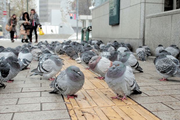 ハトが集まる公園では、ふんや羽に要注意　（ｃ）朝日新聞社