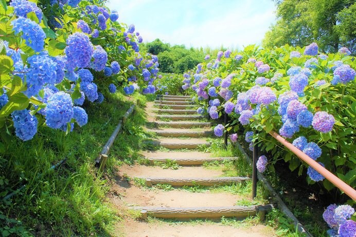 約50種8500株の紫陽花が咲く「蜻蛉池公園」