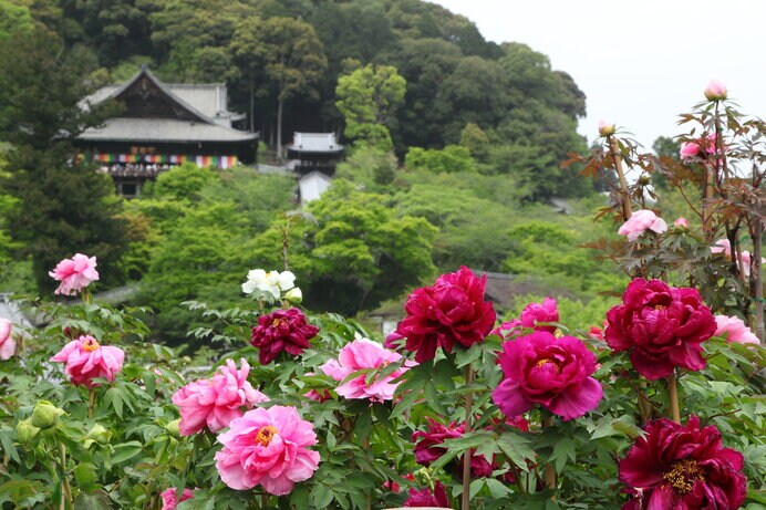 奈良大和路の長谷寺は名高いボタンの名所