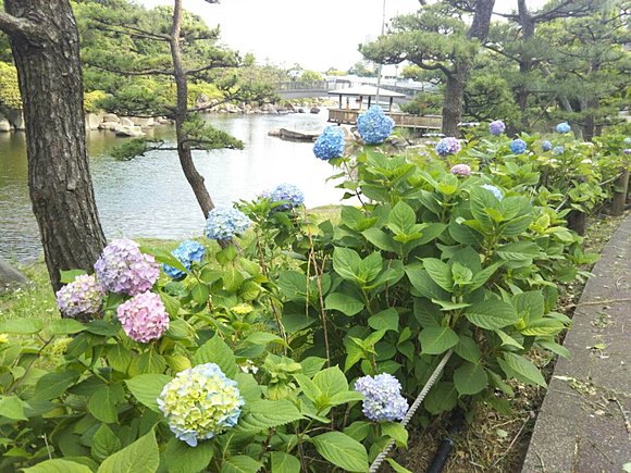 品川区民公園のあじさい（小野聡子気象予報士 撮影）