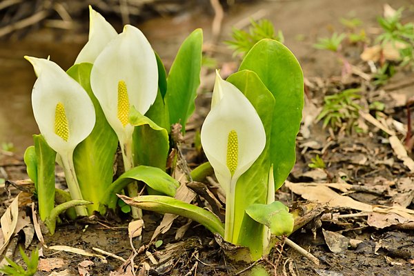 ミズバショウ(サトイモ科)。アイヌ語で「熊草」と呼ぶそうです