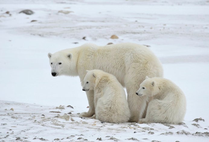 極寒の北極圏で懸命に生き抜くホッキョクグマの親子
