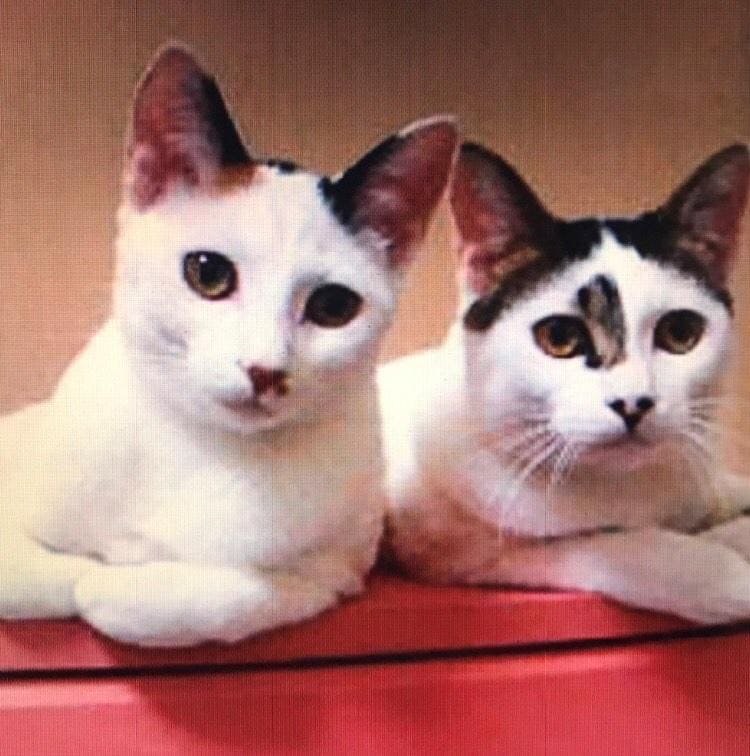 モデルになった猫たち。左がミュウ