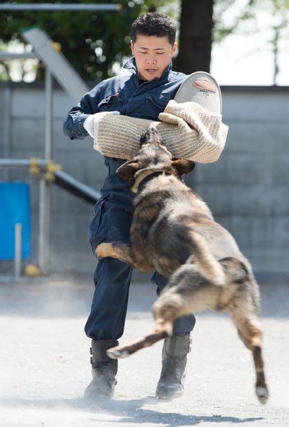 警備犬犯人制圧の訓練では、そんなに抵抗されても号令がかかるまで決して離さない（撮影／写真部・堀内慶太郎）
<br />