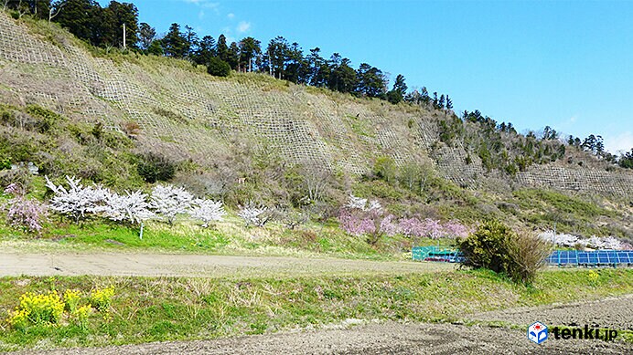 復興記念桜と矢本横穴墓群