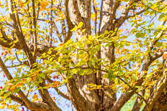 桂は、他の落葉樹に先駆けて黄葉します
