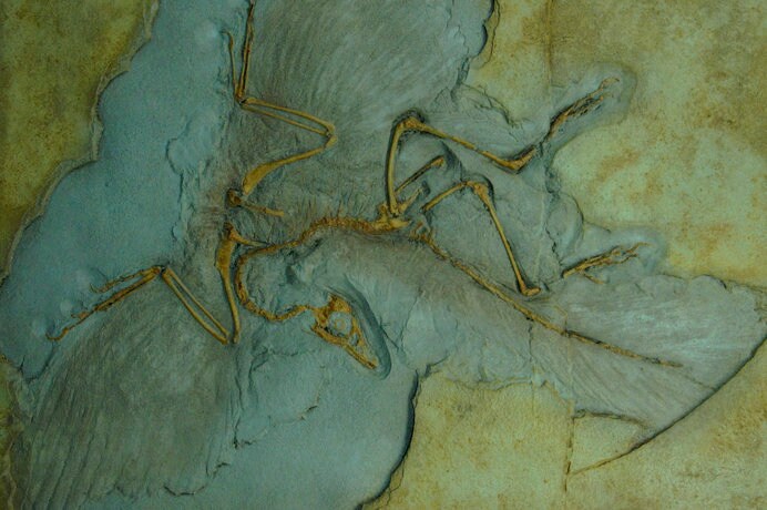 始祖鳥の化石