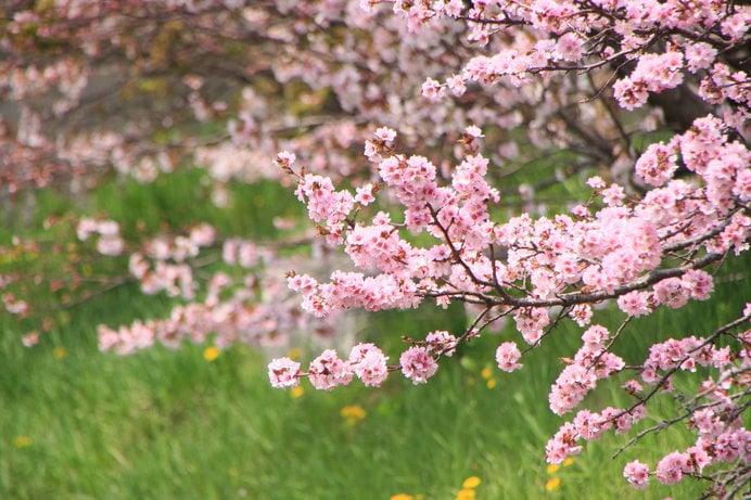 手が届く位置に咲く桜
