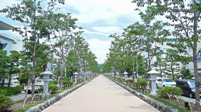 安産祈願のため造営された鶴岡八幡宮の参道「若宮大路」の段葛