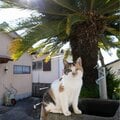 あなたを見つめる三毛猫「この季節、水分補給を忘れちゃダメにゃ」【沖昌之】