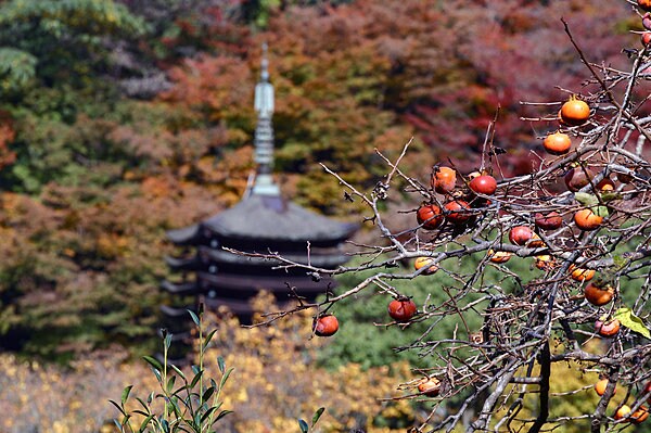 藤原鎌足を祭神とする談山神社（奈良県）に実る柿