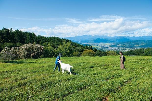 広大なぶどう畑にはヤギがいて、雑草を食べてくれる。くれぐれも頭突きに注意