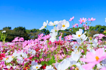 写真・図版（2枚目）| 花もコスモス、宇宙もコスモス。両者の共通点は