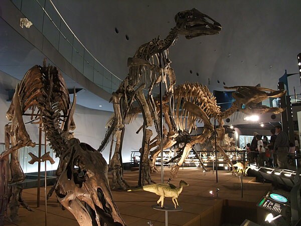 「福井県立恐竜博物館」内。その迫力に思わず泣き出す子もいるという迫力！