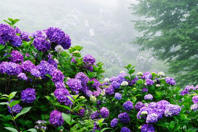 霧に包まれる紫陽花【埼玉県秩父郡皆野町美の山公園】