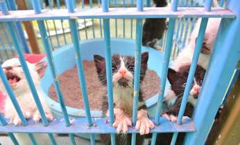 猫に1日12時間以上照明をあてると… 大ブームの裏にある「地獄」とは?