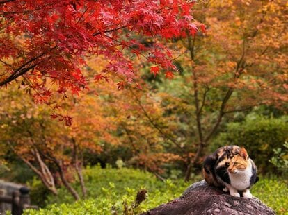 写真・図版（1枚目）| 紅葉と一緒に猫を楽しむ？ 和歌山の名所をご紹介