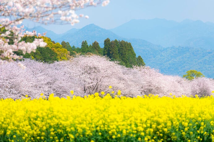 西都原古墳群の桜（宮崎県）