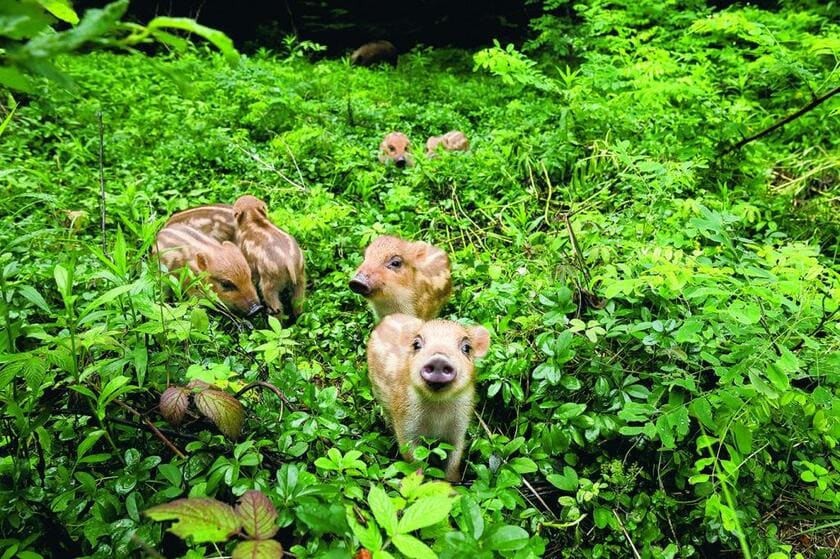 兵庫県・六甲山中のウリボウ（イノシシの子ども）。この場所へはもう20年以上通っている。昔は人なれした個体が多くいたが、最近では数が減り、出合うのにひと苦労する。一回の撮影に10日以上滞在できるように準備して、相手の動きを把握しながら撮影する■キヤノンEOS 5D Mark IV・EF24～70ミリF4L IS USM・ISO1600・絞りf8・250分の1秒
<br />