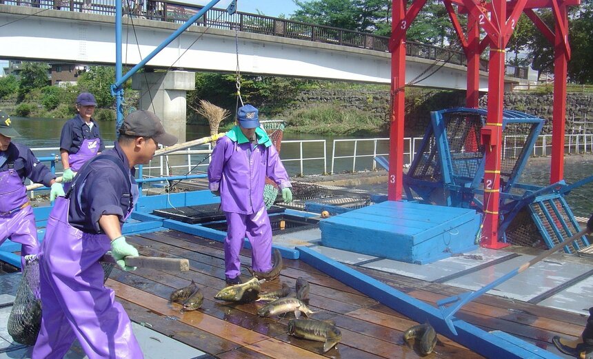 繁殖のために川に帰ってきたサケは「イ ンディアン水車」で捕獲し、採卵・受精・ ふ化を行います（水車設置は7月中旬～ 12月上旬ごろ）。