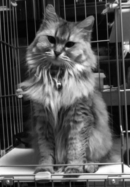 写真・図版(1枚目)| 第1082回 右目が見えないおっとり猫蘭子