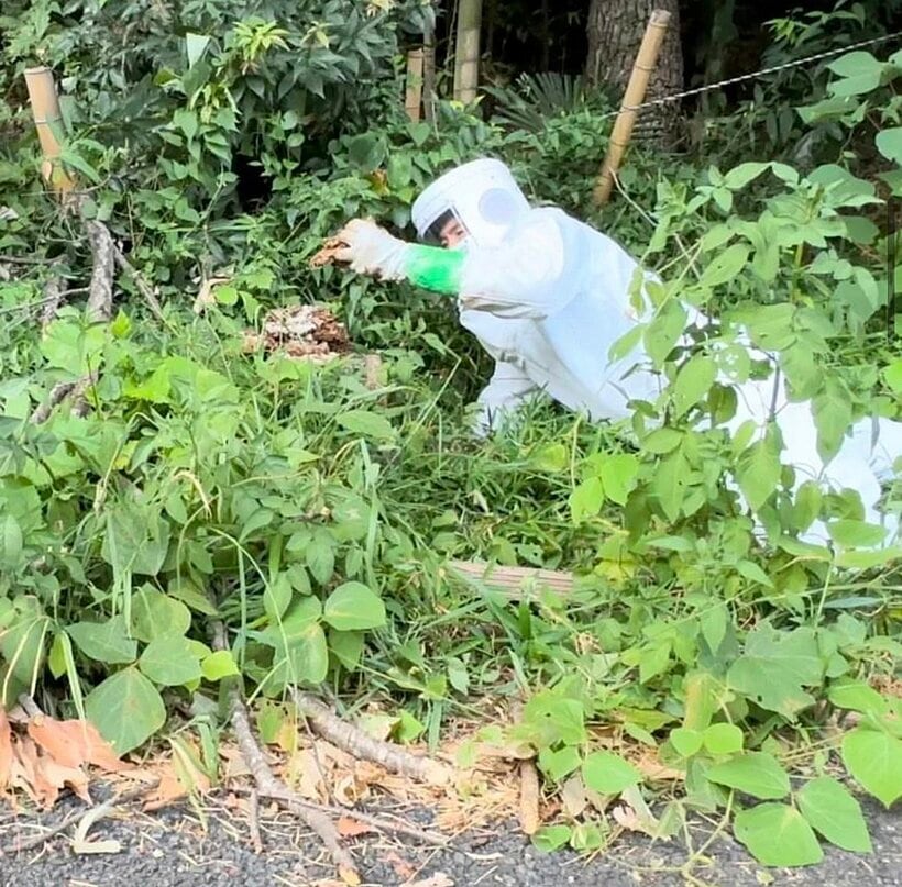 スズメバチの巣を駆除する様子＝ヨシダ消毒提供