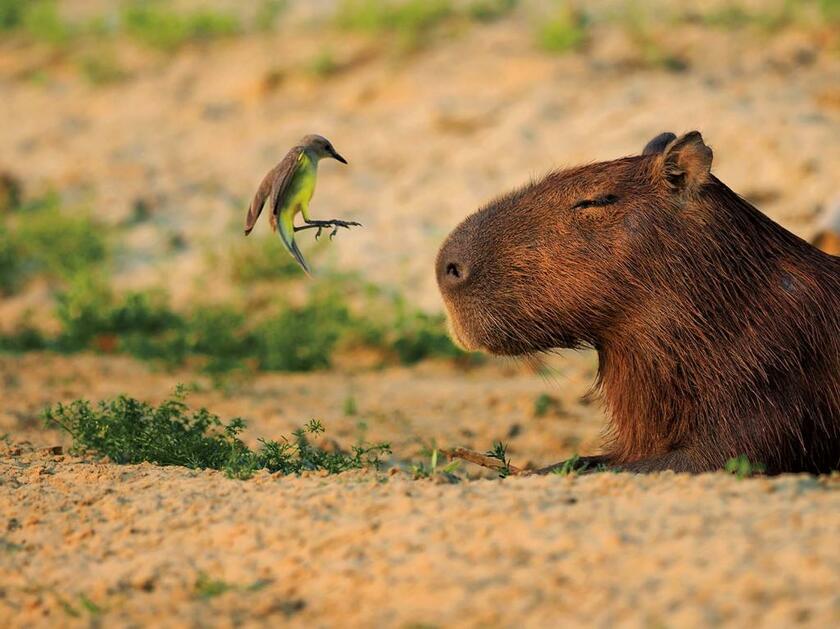 カピバラとウシタイランチョウ （C）Mitsuaki Iwago