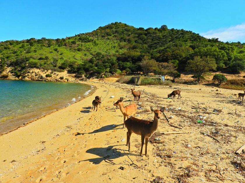 宇治島の砂浜に群れている野生鹿