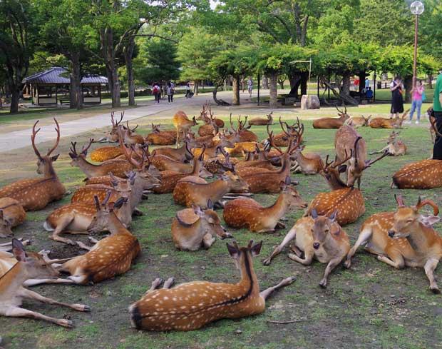 観光客に人気の奈良公園の鹿　（撮影・粟野仁雄）