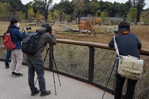 「アフリカのサバンナ」にて。この草原エリアではキリンやグラントシマウマ、ウシ科のエランドといった体が大き目な草食獣と、肉食獣のチーターが同居。ちょっとドキドキなエリアだが、安心してください！チーターは自分より大きな相手は襲わないとのこと