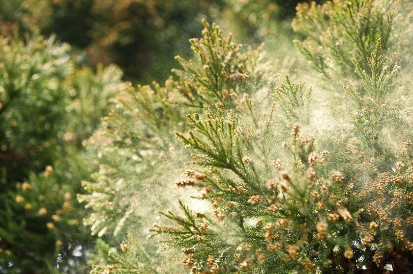 春に飛散するスギ花粉は雄花の花粉生産量によるが、環境省の今年度調査では、東京、神奈川などで過去10年の最大量を上回っている（写真：ｇｅｔｔｙｉｍａｇｅｓ）