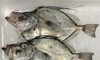 意外に多い「釣り人に人気ない魚」「流通せずに地元のみで食べられる魚」とは?