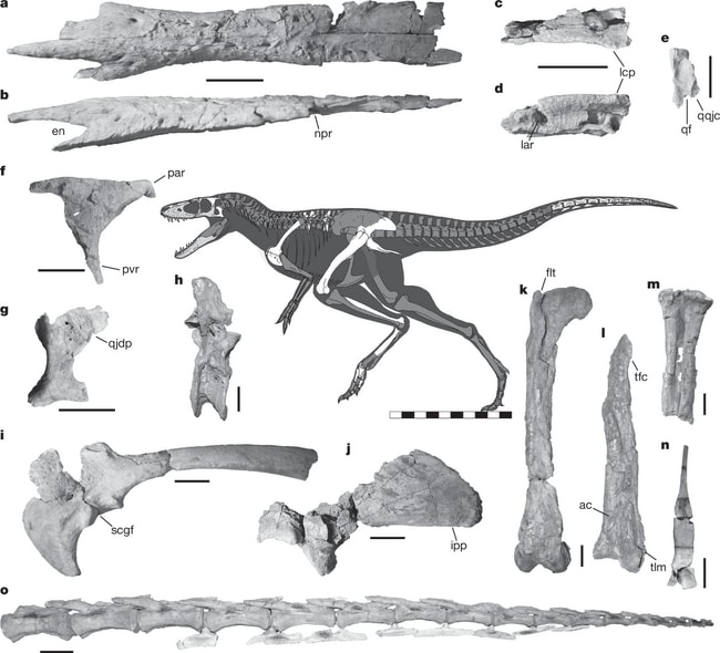 写真・図版（1枚目）| 当社社員がティラノサウルス類新種発見に貢献