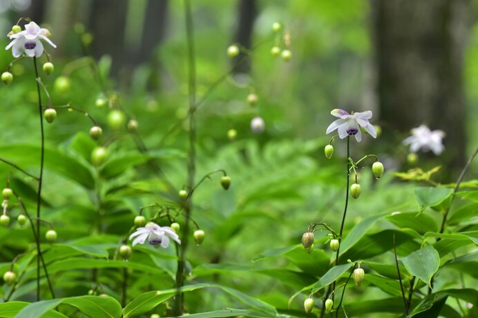 林に群生するレンゲショウマ（御岳山）