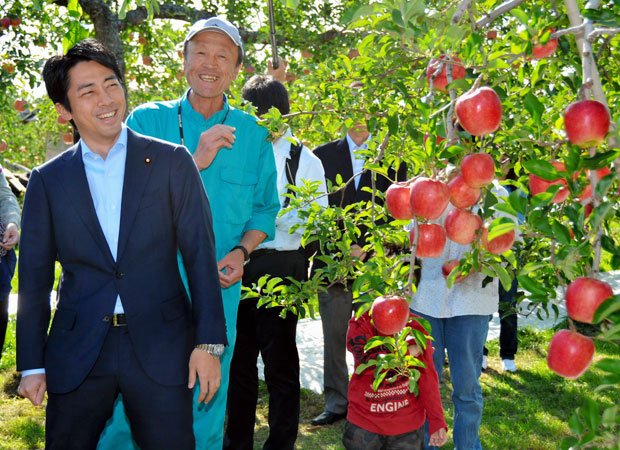 復興政務官として福島市のリンゴ農家を視察する小泉進次郎氏。東日本大震災前から共助としての寄付について考えてきたという　（ｃ）朝日新聞社