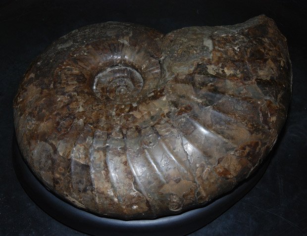 渦巻きの殻のアンモナイトの化石