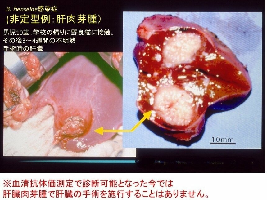 提供：山口大学 大津山賢一郎講師