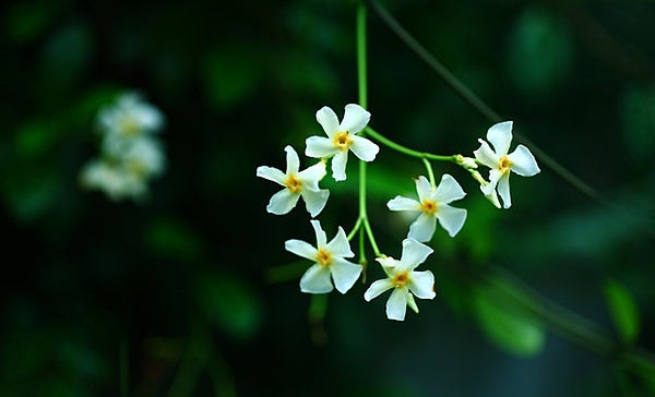 憂鬱になりがちな多雨の季節…「梅雨の七草」探しで気分をもりあげてみ