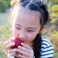 花粉症の人がリンゴや桃で食物アレルギーに なぜ? 花粉とたんぱく質構造が似る意外な組み合わせに注意