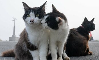 あいさつのキスをする漁港の猫「大丈夫だって。あいつ、全然見てないから。」【沖昌之】