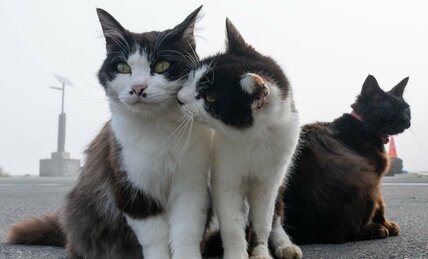 あいさつのキスをする漁港の猫「大丈夫だって。あいつ、全然見てないから。」【沖昌之】